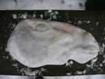 Pferdekopf aus Marmor Pferdekopf aus Marmor