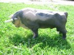 Stier